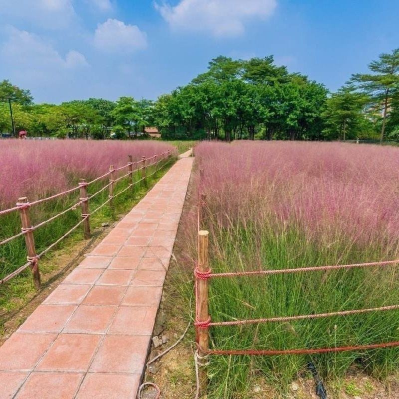 粉黛乱子草种子钻石粉多年生观赏网红草种子四季易活耐寒庭院