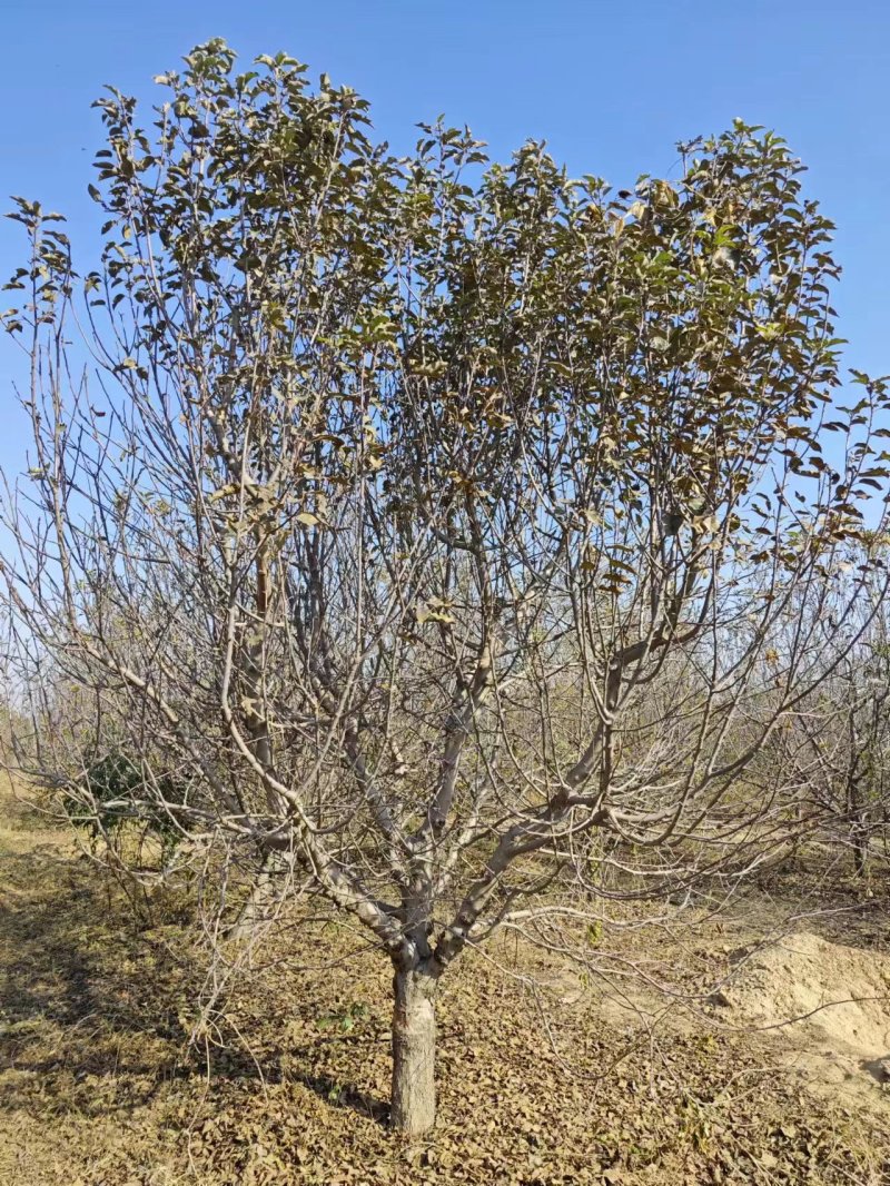 八棱海棠15公分