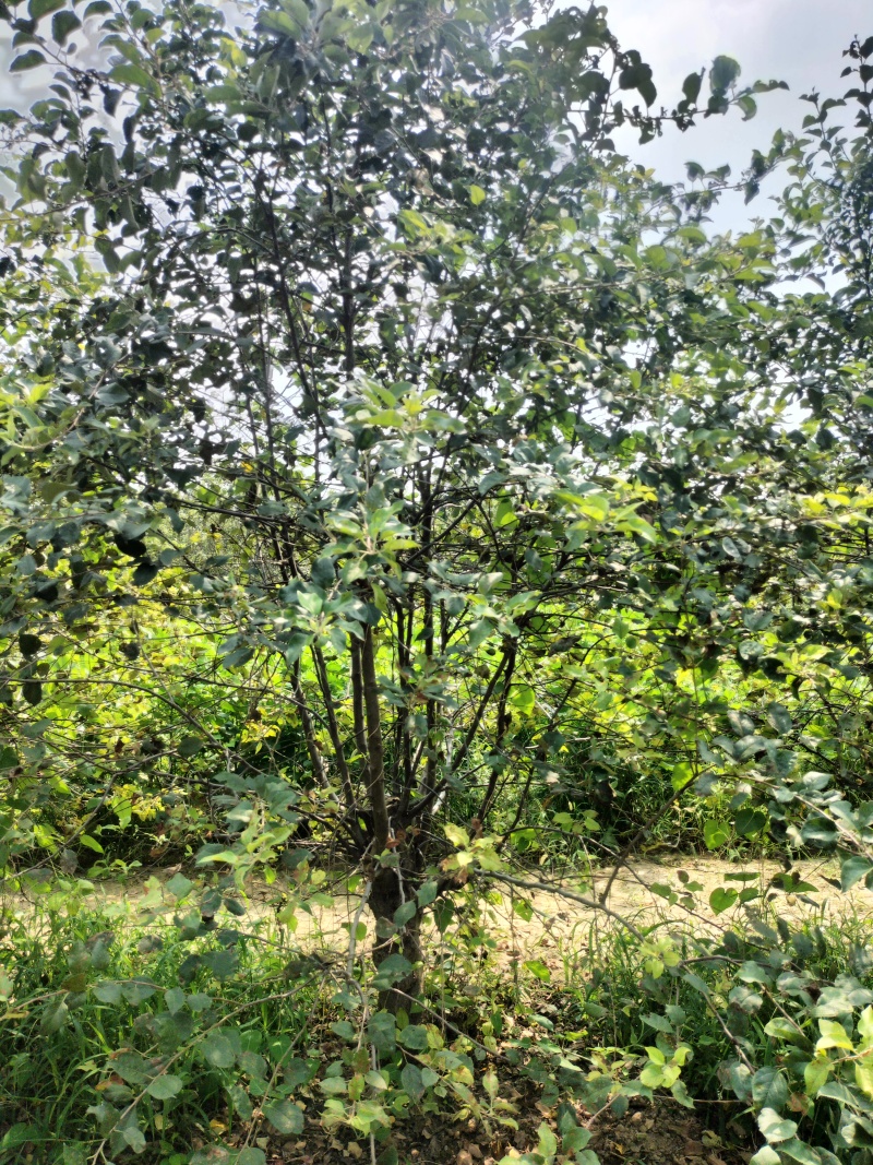 八棱海棠15公分