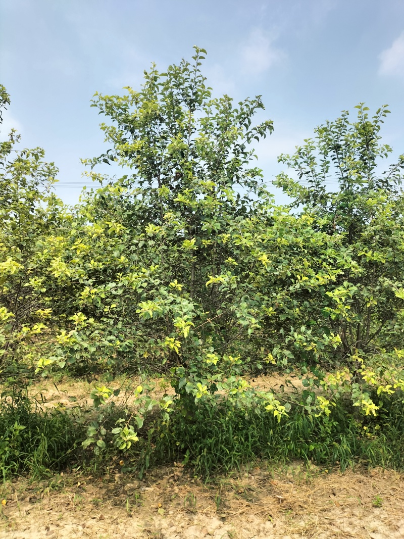 八棱海棠15公分