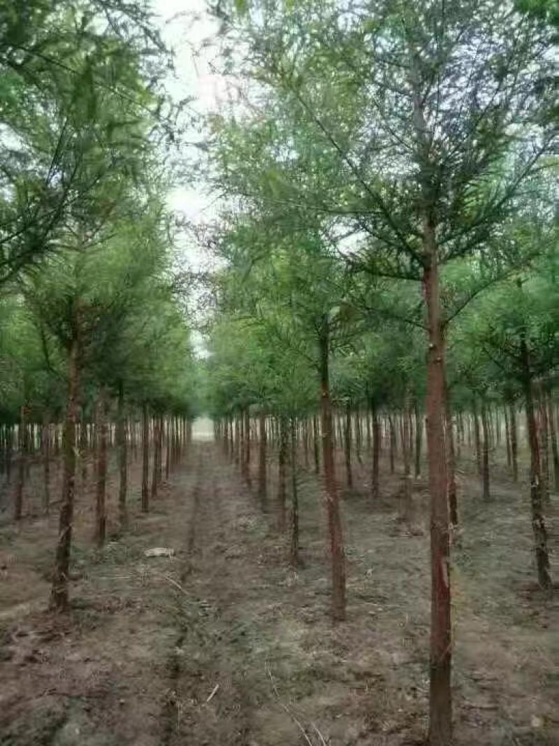 【落羽杉】水生耐水耐寒植物杉树洼地/水塘/河边/占地苗