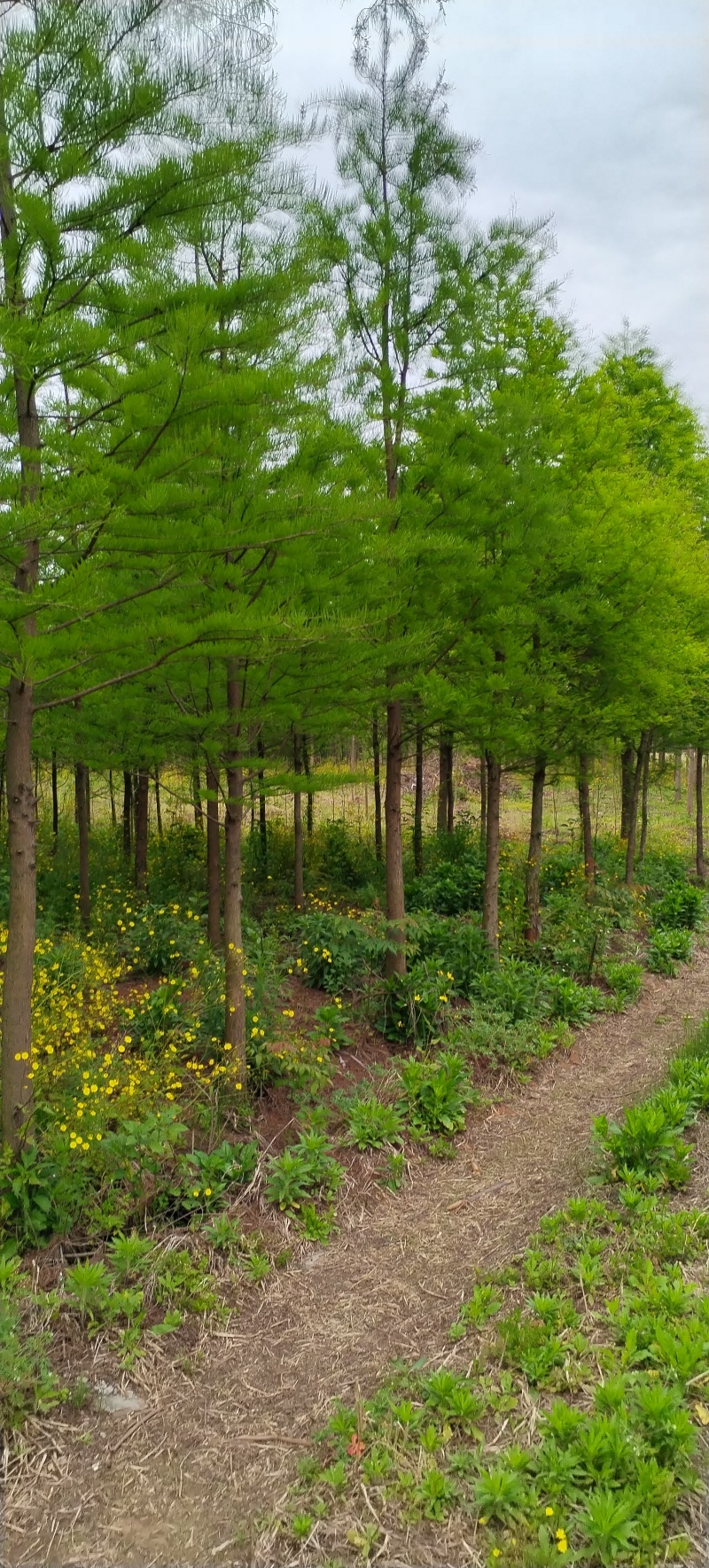 【落羽杉】水生耐水耐寒植物杉树洼地/水塘/河边/占地苗