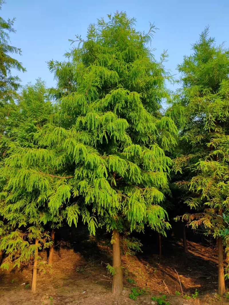 【落羽杉】水生耐水耐寒植物杉树洼地/水塘/河边/占地苗