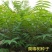 新采臭椿树林木种子臭椿种子臭椿种子乔木护坡灌木造林树苗籽