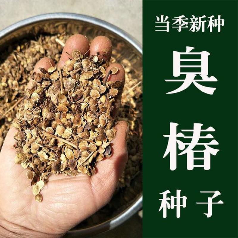 新采臭椿树林木种子臭椿种子臭椿种子乔木护坡灌木造林树苗籽
