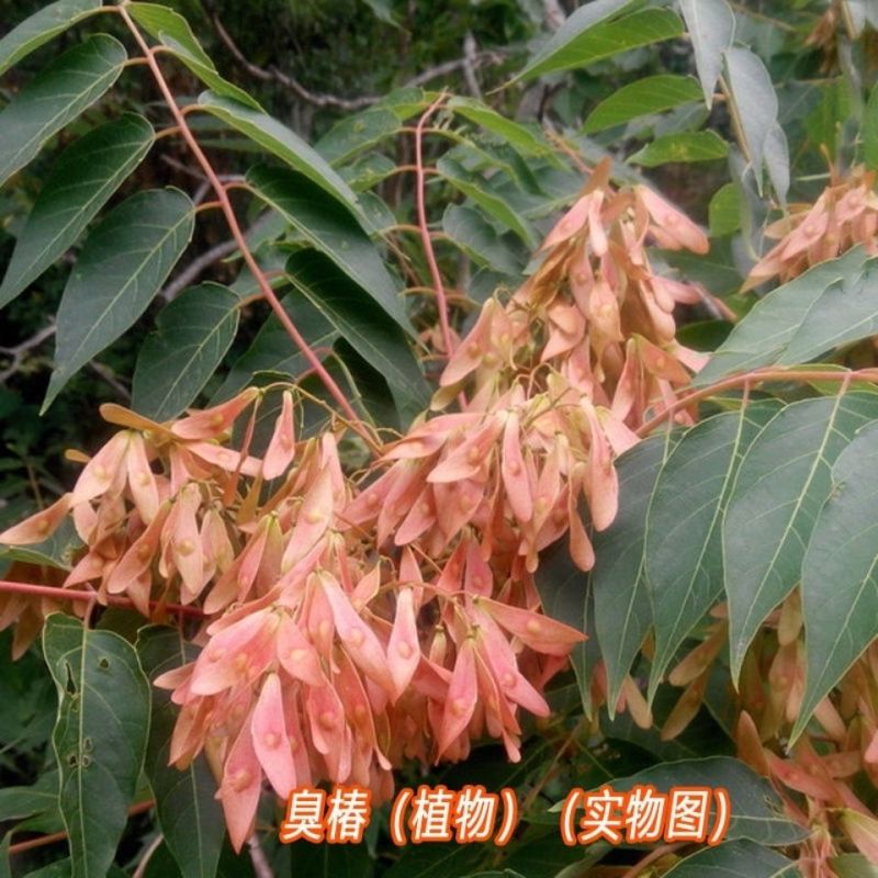 新采臭椿树林木种子臭椿种子臭椿种子乔木护坡灌木造林树苗籽