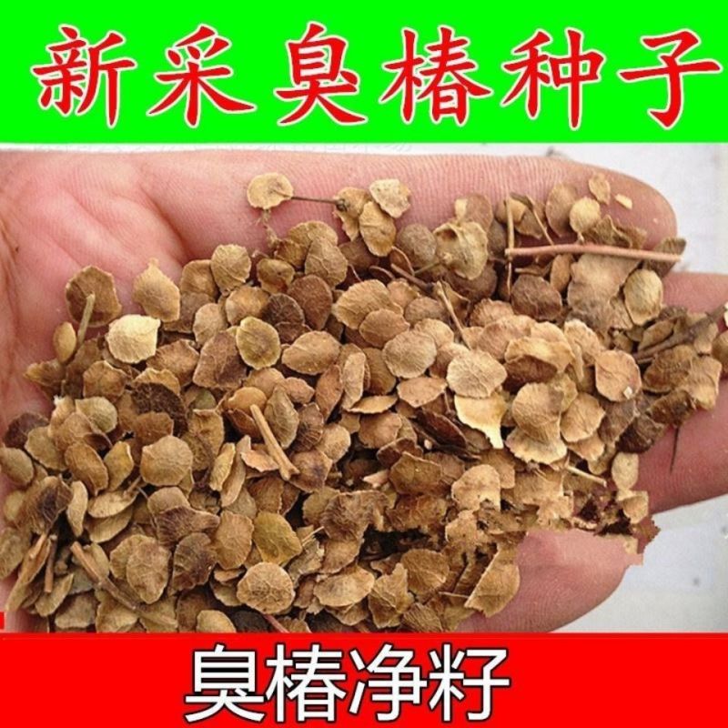 新采臭椿树林木种子臭椿种子臭椿种子乔木护坡灌木造林树苗籽