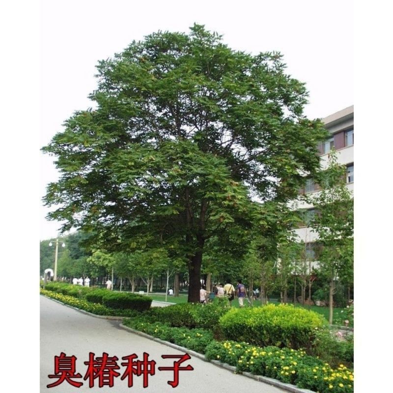 新采臭椿树林木种子臭椿种子臭椿种子乔木护坡灌木造林树苗籽