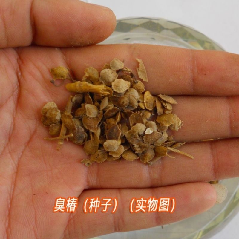 新采臭椿树林木种子臭椿种子臭椿种子乔木护坡灌木造林树苗籽
