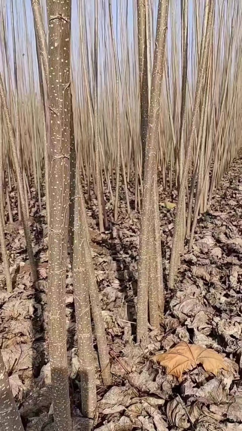 【优选】速生杨树苗，成活率高质量保证欢迎来电