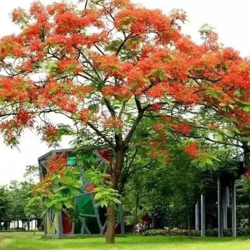 新采凤凰木种子红花楹种子红花楹种子树种绿化庭院耐寒四