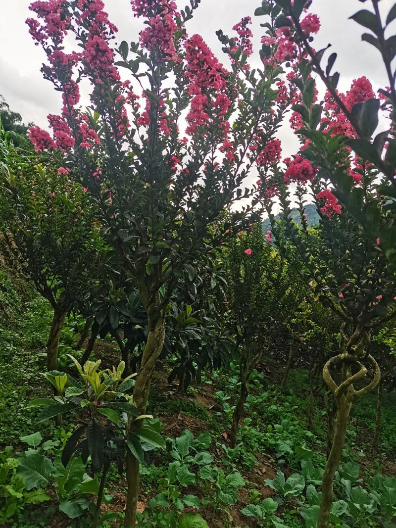紫薇花瓶基地直发一手货源价格美丽欢迎电话沟通