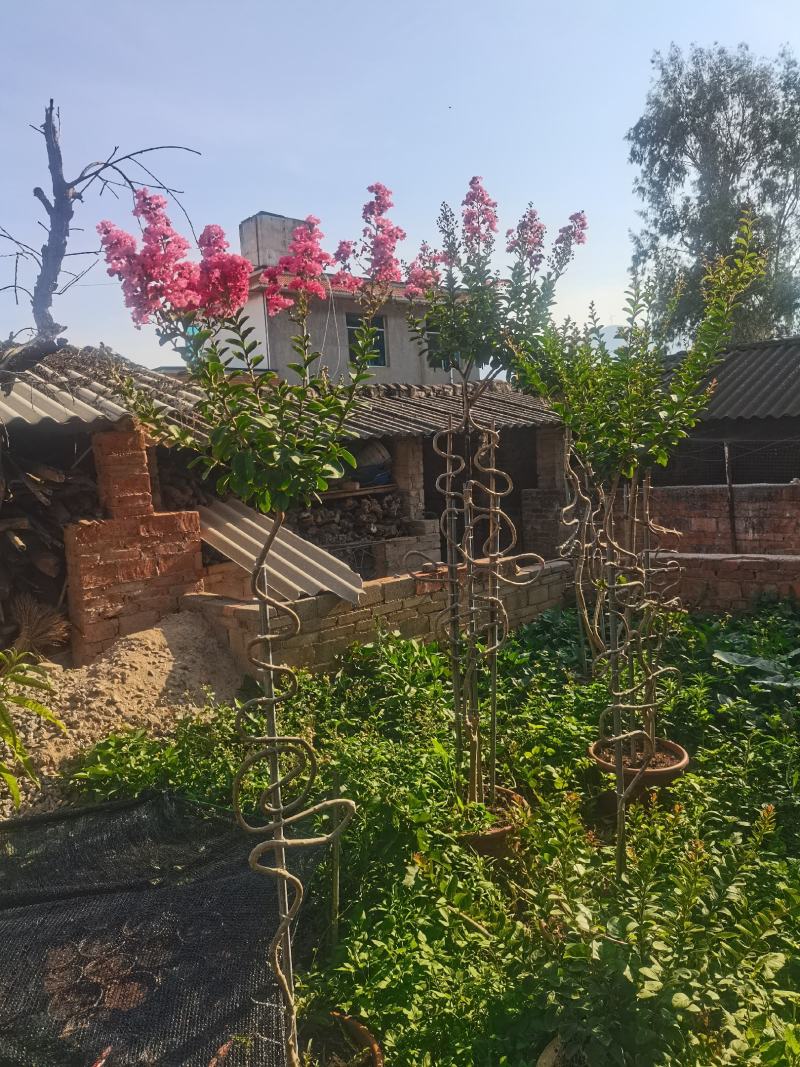 紫薇花瓶基地直发一手货源价格美丽欢迎电话沟通