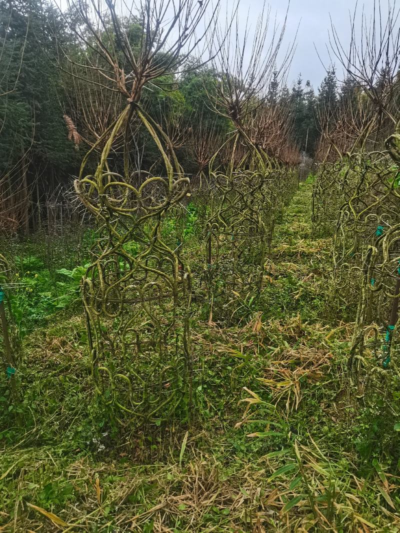 紫薇花瓶基地直发一手货源价格美丽欢迎电话沟通