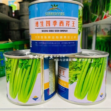 速生四季西芹王芹菜种子四季蔬菜种子清香西芹种子叶柄黄绿