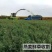 饲用燕麦种子冬天耐寒养殖牧草种籽高产草籽绿肥牛羊草种籽