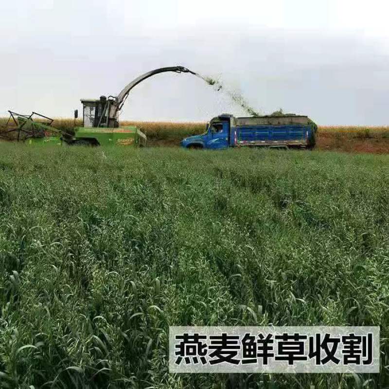 饲用燕麦种子冬天耐寒养殖牧草种籽高产草籽绿肥牛羊草种籽