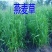 饲用燕麦种子冬天耐寒养殖牧草种籽高产草籽绿肥牛羊草种籽