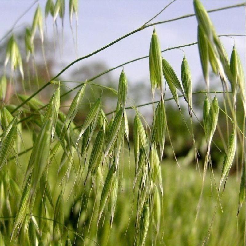 饲用燕麦种子冬天耐寒养殖牧草种籽高产草籽绿肥牛羊草种籽