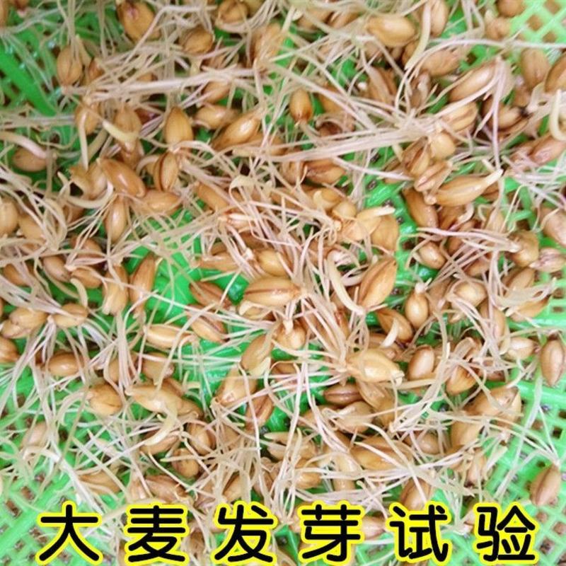 优质大麦籽新大麦种子粮食种籽麦子籽大田高产抗倒伏耐旱榨