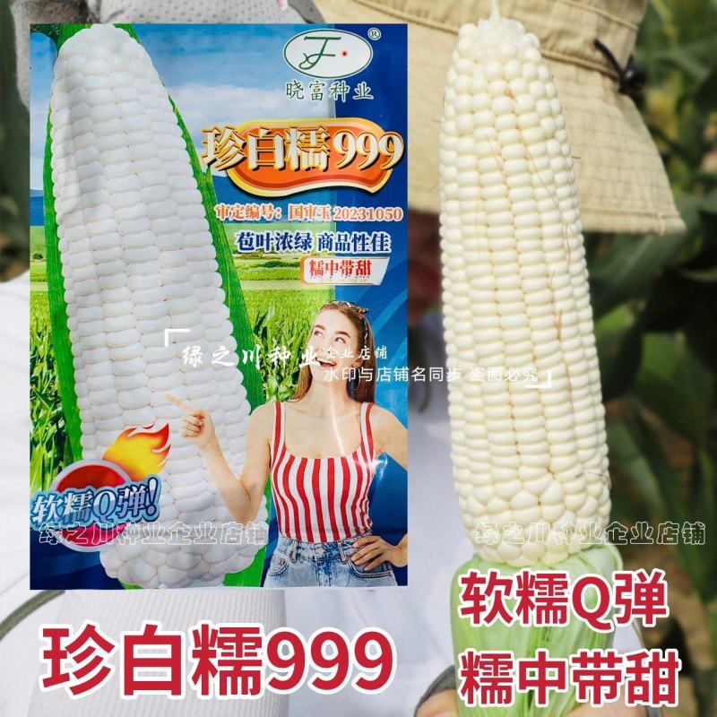 软糯Q弹白粘糯玉米种子晓富珍白糯999玉米种子白色粘玉米