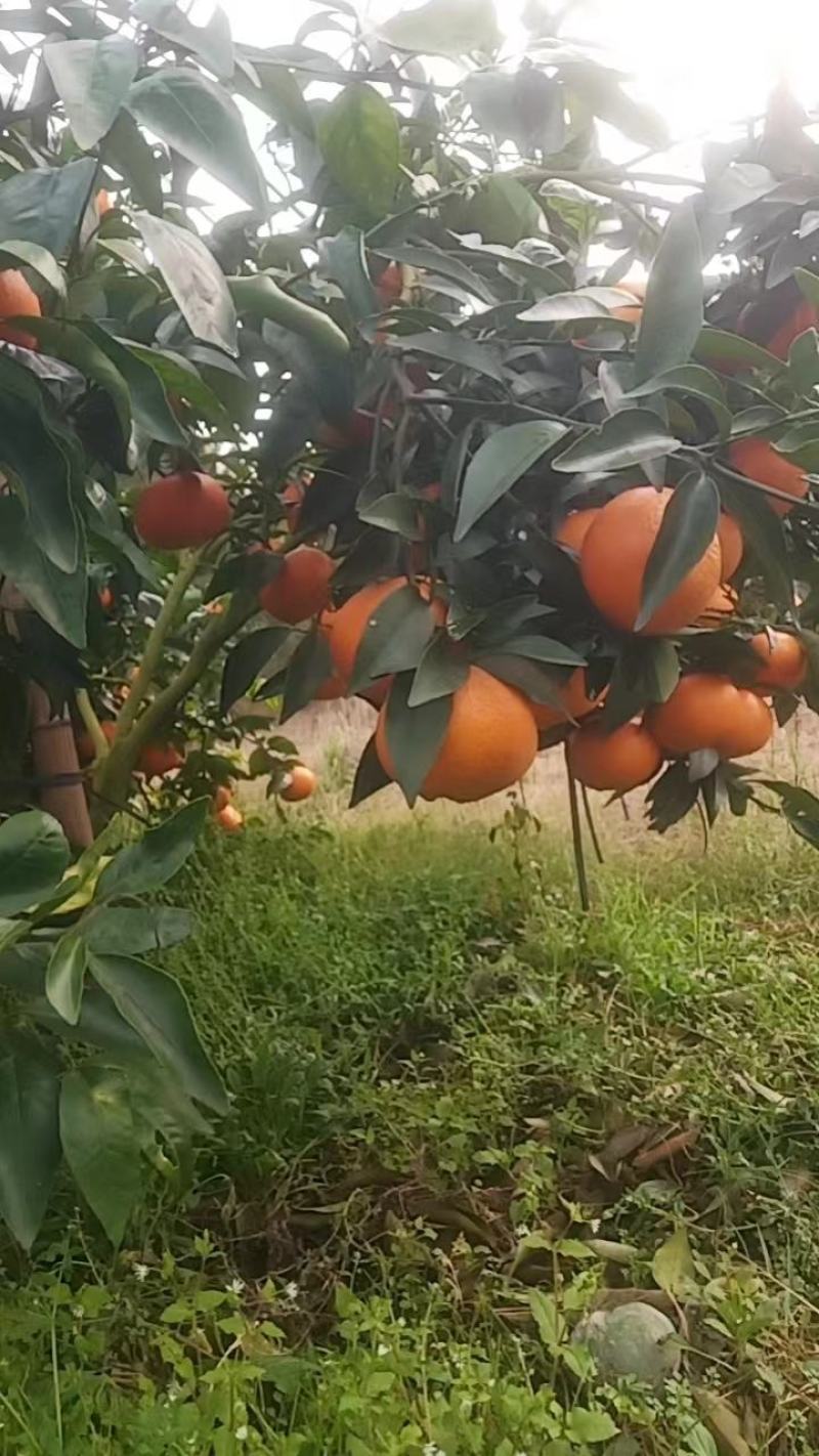 广西柑橘沃柑一周货源产地大量有货口感好颜色火红表皮干净