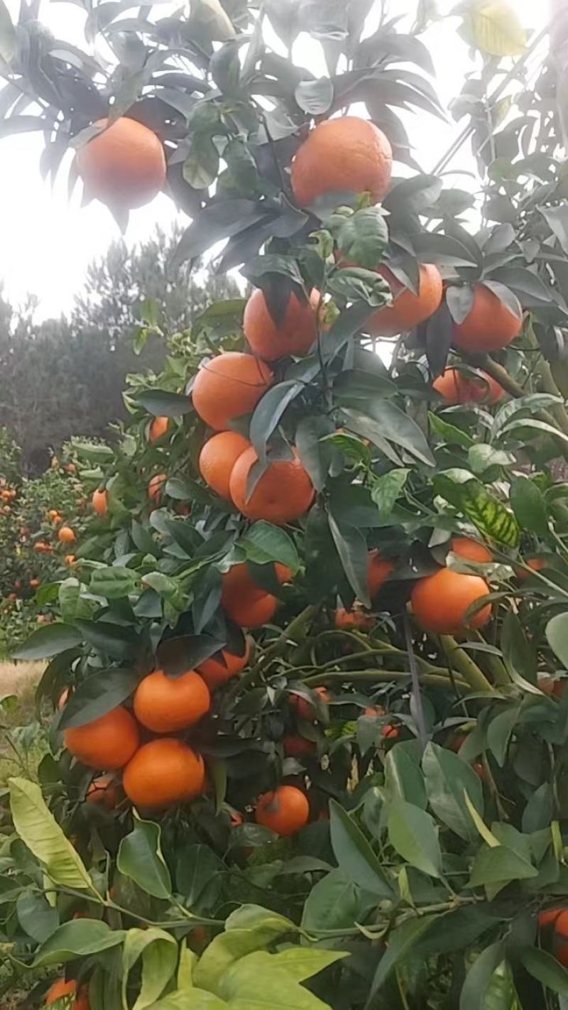 广西柑橘沃柑一周货源产地大量有货口感好颜色火红表皮干净