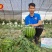 豫艺高品质西瓜种子富豫三号西瓜种子糖度高早熟红肉耐热