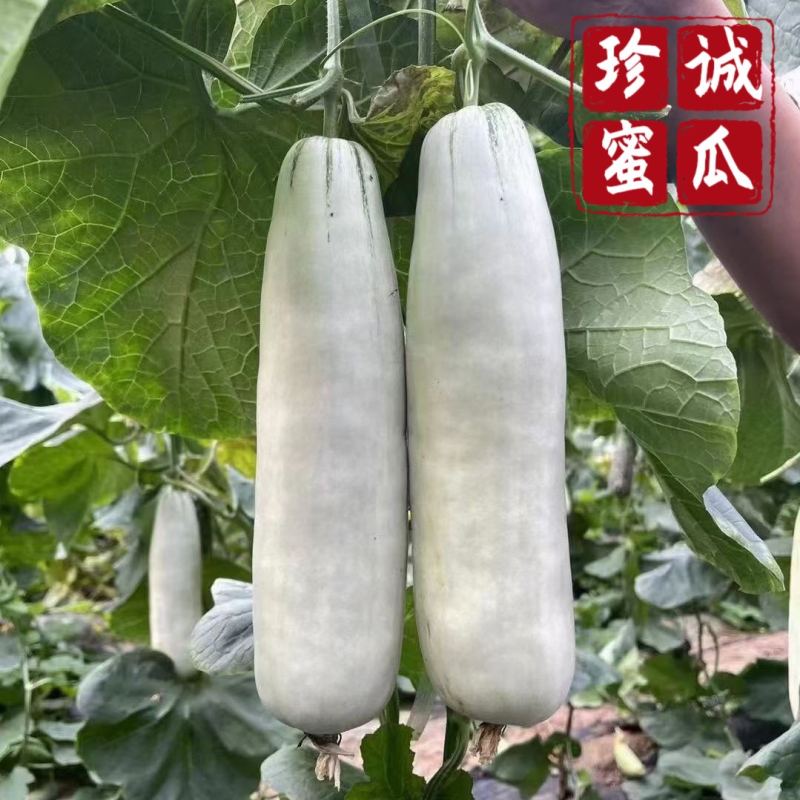 百万亩博洋61号甜瓜专业供应对接电商商超市场档口
