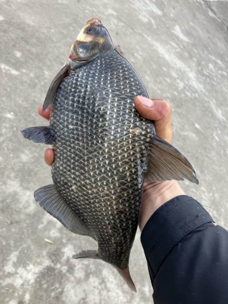 鳊鱼苗，团头鲂，三角鲂，武昌鱼，扁鱼常州芙蓉鳊鱼