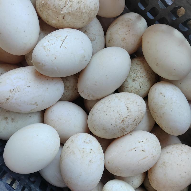 鹅蛋，大鹅蛋，鲜鹅蛋，网兜蛋，双黄蛋，特大双黄蛋