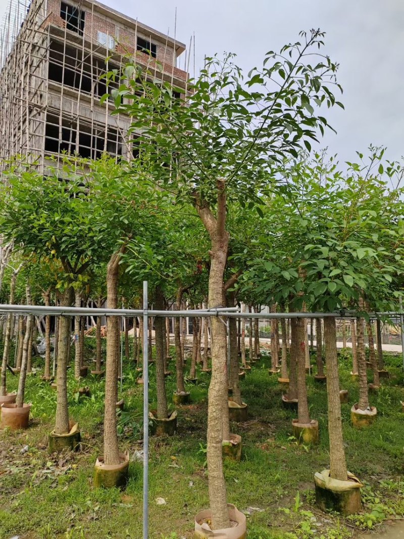 鸡冠刺桐5-12分，大量现货，欢迎下单，支持视频看货