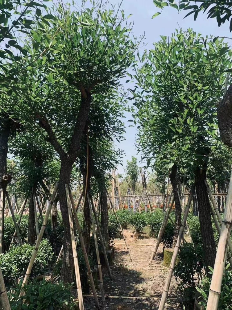 鸡冠刺桐5-12分，大量现货，欢迎下单，支持视频看货