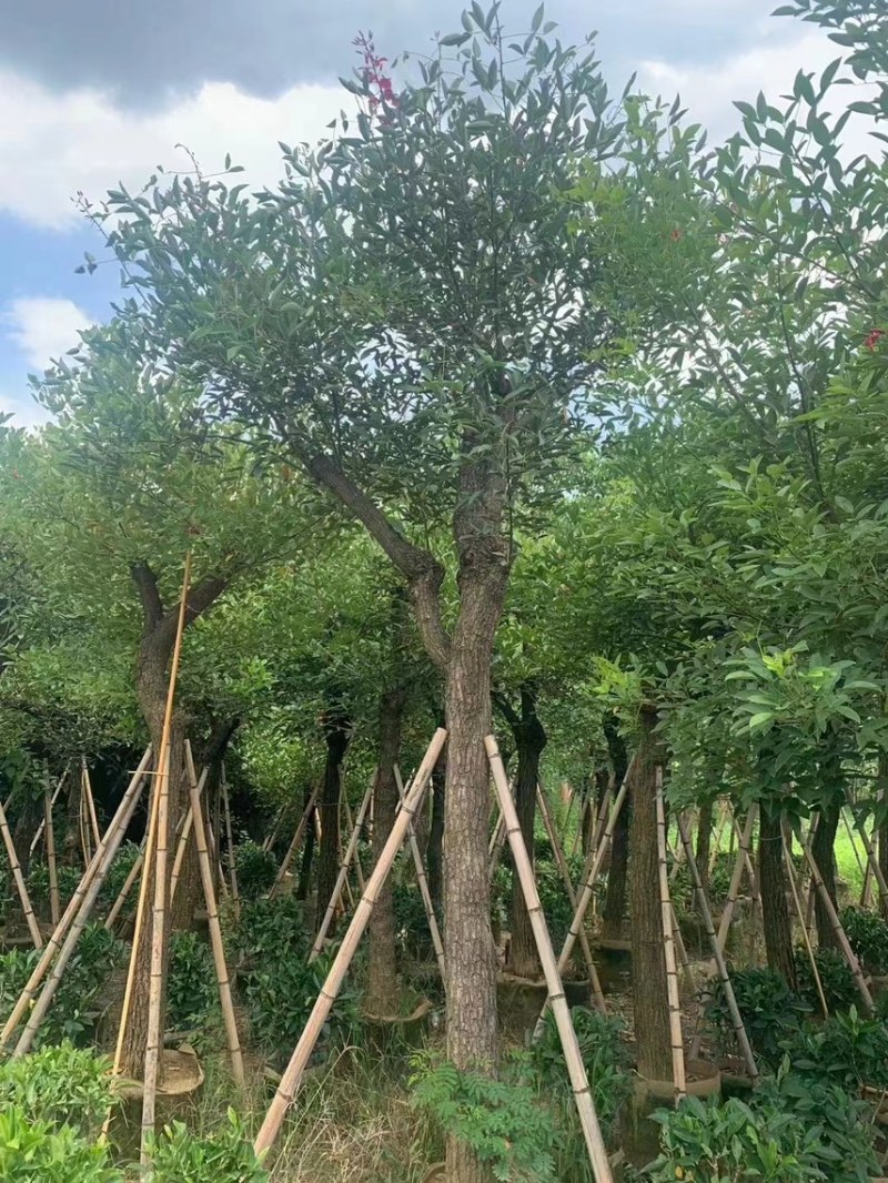 鸡冠刺桐5-12分，大量现货，欢迎下单，支持视频看货