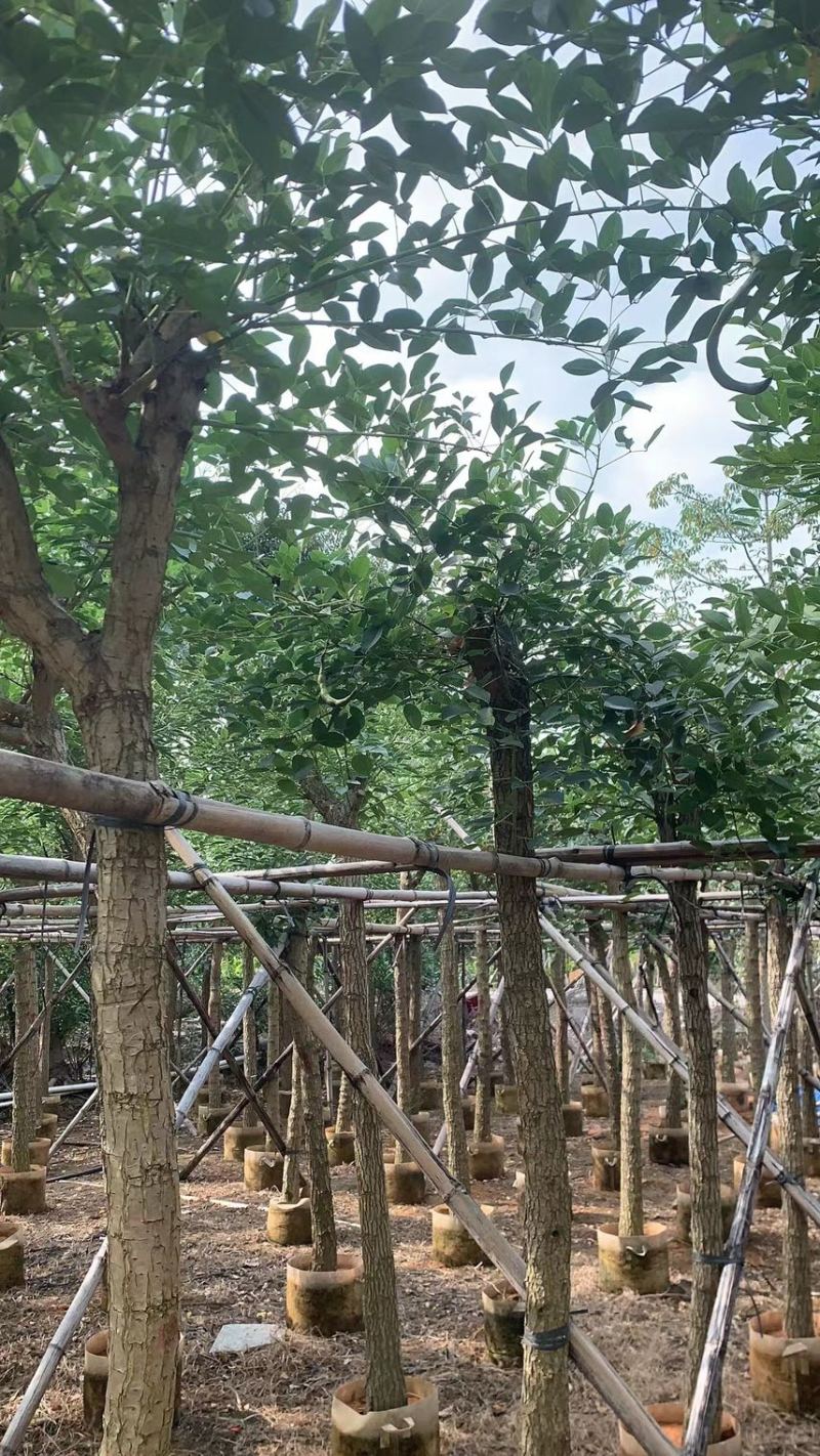 鸡冠刺桐5-12分，大量现货，欢迎下单，支持视频看货
