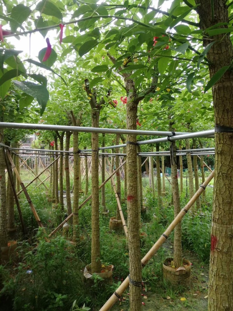 鸡冠刺桐5-12分，大量现货，欢迎下单，支持视频看货