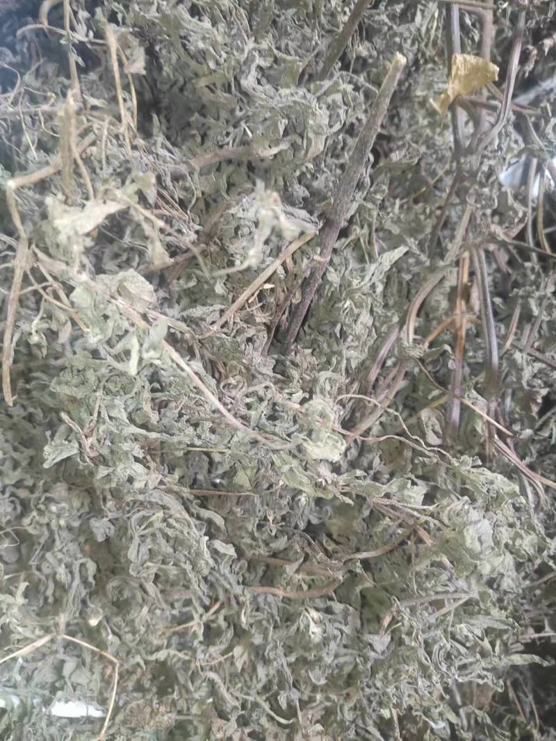 墨旱莲