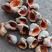 海螺盖药材香螺盖药材猫眼螺盖药材海螺盖海螺壳海螺壳海螺壳