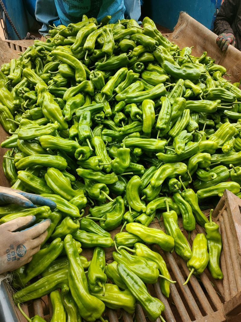 芜湖椒苏椒砀椒，龚垒代收货电商货对接各大平台，万亩大棚基