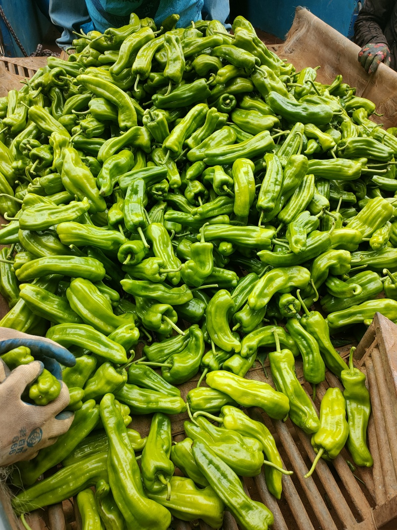 芜湖椒苏椒砀椒，龚垒代收货电商货对接各大平台，万亩大棚基