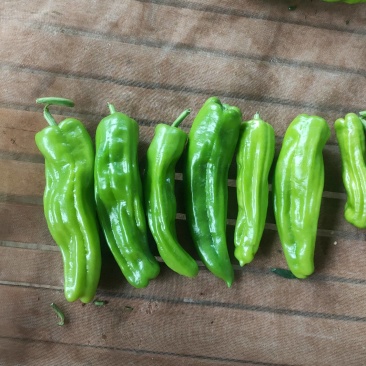 广东徐闻芜湖椒苏椒薄皮泡椒辣椒代办代收货装箱万亩基地直发