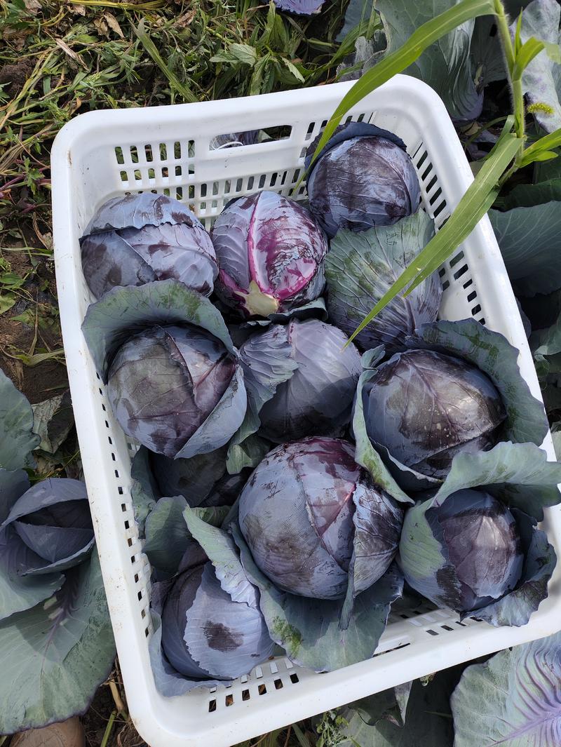 紫包菜、紫甘蓝产地千亩直发，一手货源，产地直发