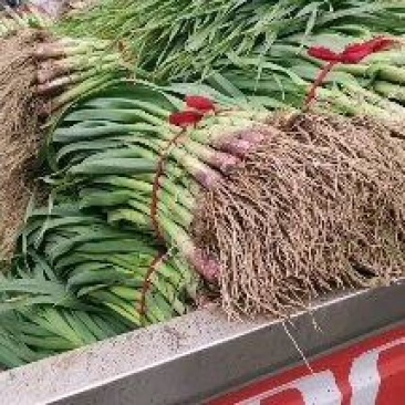 许昌蒜苗-红根蒜苗产地直发支持视频看货代发全国市场