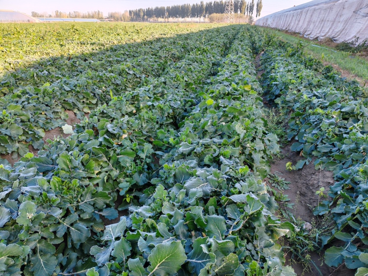青萝卜种植基地航拍图