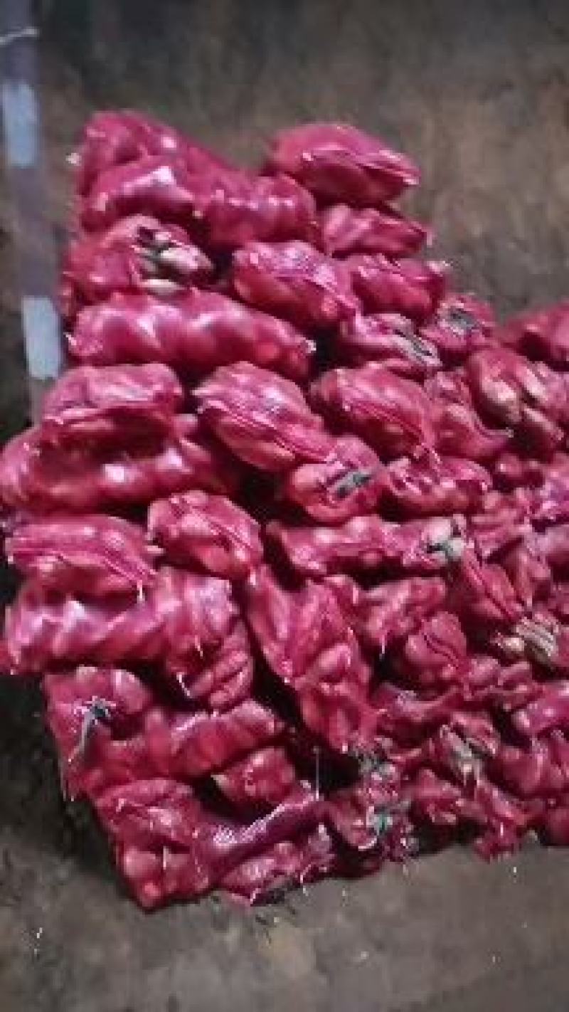 许昌红薯-商薯19产地直发支持视频看货代发全国市场