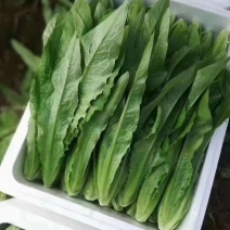 精品油麦菜现货现摘货源充足可供全国各地