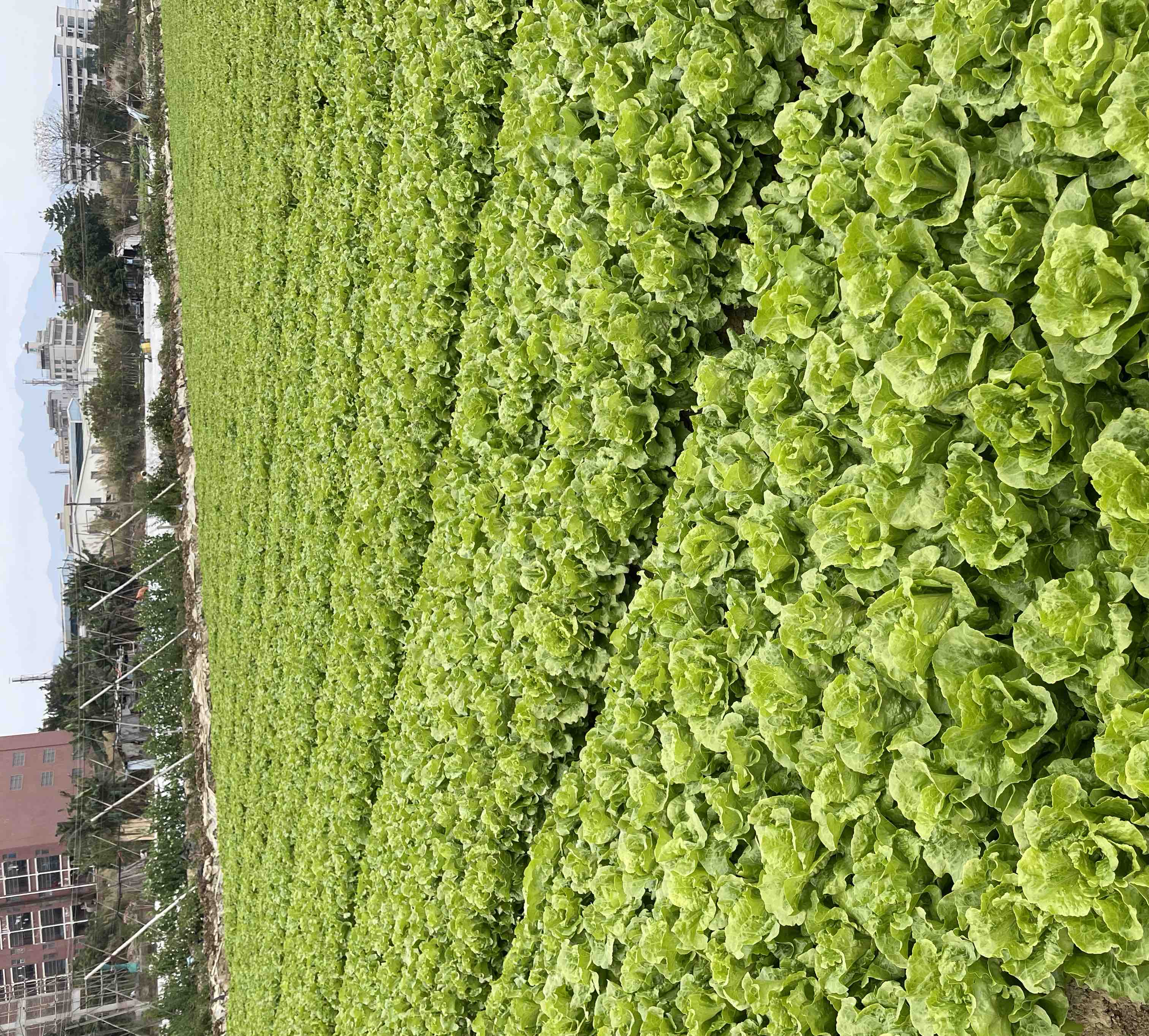 两种典型生菜品种对比:左侧为罗马生菜,叶片狭长、深绿色、叶脉突出,呈松散塔状生长;右侧为玻璃生菜,叶片圆形、浅绿至黄白色,紧密包裹形成球状,外观光滑饱满 罗马生菜与玻璃生菜对比图