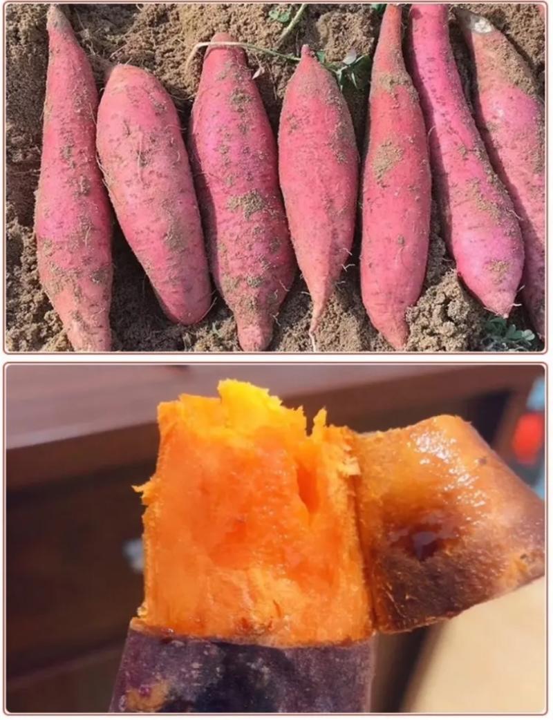 【烟薯】河北红薯蜜薯烤薯沙地烟薯流油糖心常年大量供应