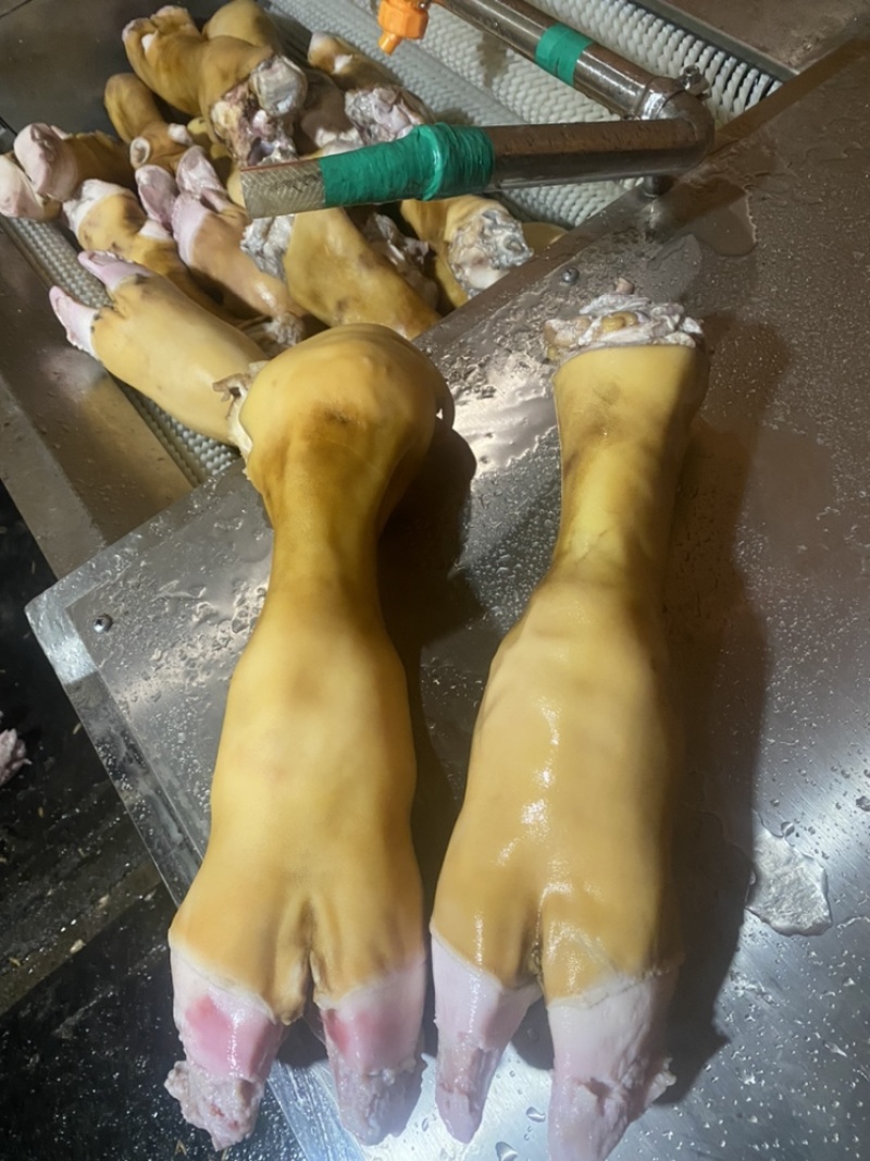 牛蹄，纯火烧毛大公牛蹄，源头工厂直销批发