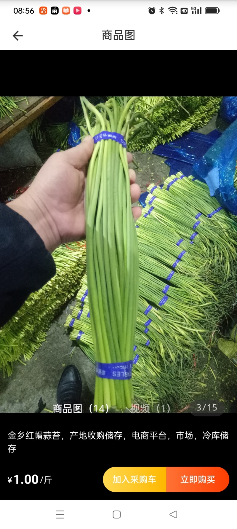 山东蒜薹，冷库红帽蒜薹，加工小把，条形直颜色绿，对接电商